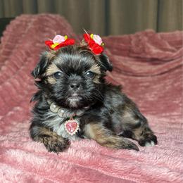 Eleanor - Chocolate female Shih Tzu puppy in Phoenix, Arizona from Spoiled ShihTzu LLC