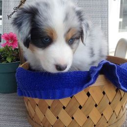 Australian Shepherd Puppies from Arrow Stone Aussies