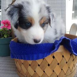 Australian Shepherd Puppies from Arrow Stone Aussies