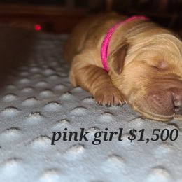 Girl 2 - Golden Golden Retriever puppy in Valley, Washington from Enchanted Valley Paws