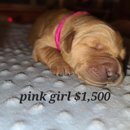 Girl 2 - Golden Golden Retriever puppy in Valley, Washington from Enchanted Valley Paws