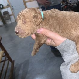 Goldendoodle and Labradoodle Puppies from Jessica Henry