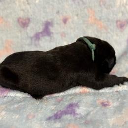 Teal Collar R - Black male Cane Corso puppy in Paris, Texas from Knucklehead Cane Corso