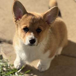 Gemma - Sable female Pembroke Welsh Corgi puppy in Anderson, California from Flying K Corgis