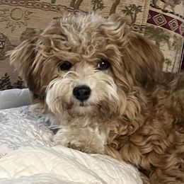 Lucy - Havanese