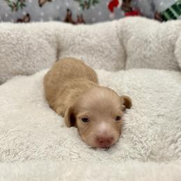 Jax - Red male Dachshund puppy in Fort Gibson, Oklahoma from Cooper’s Dachshunds