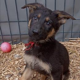 Red Boy - Black and tan male German Shepherd puppy in Grants Pass, Oregon from Granville German Shepherds