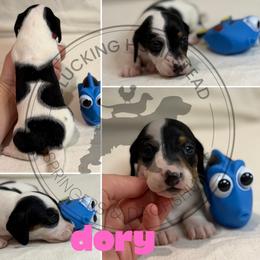 Dory - Piebald female Dachshund puppy in Fond Du Lac, Wisconsin from Clucking Homestead Springers & Dachshunds