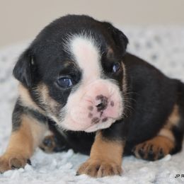 King - Black tri-color male Bulldog puppy in Winnsboro, Texas from JP Ranch Bulldogs