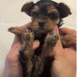 Yorkshire Terrier Puppies from Whispering Willows Kennels