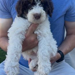 Gus Gus - Brown and white male Bernedoodle puppy in Saratoga Springs, Utah from Coconut Bernedoodles