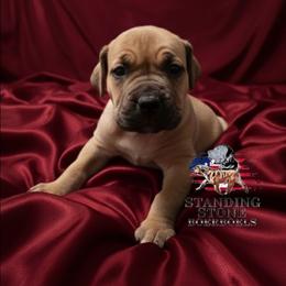 Buddy - Brown male Boerboel puppy in Laramie, Wyoming from Standing Stone Boerboels
