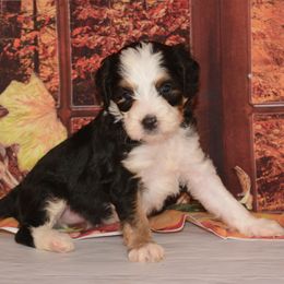 Maple - Tri-color female Bernedoodle puppy in Moulton, Iowa from Shondel Puppy Paws