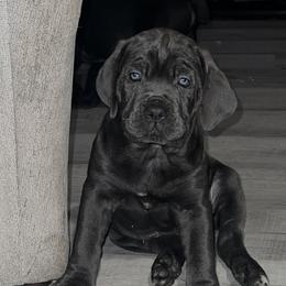 Cane Corso Puppies from Elite Legacy Corsos