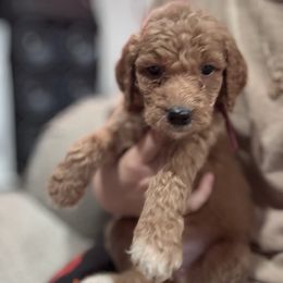Fuchsia - Apricot female Goldendoodle puppy in Bakersfield, California from Lavish Doodles