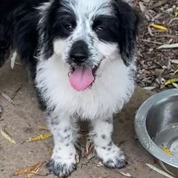 Claude - Black and white male Aussiedoodle puppy in Burkesville, Kentucky from Bline’s Awesome Aussies & Doxies at the Bline Family Farm
