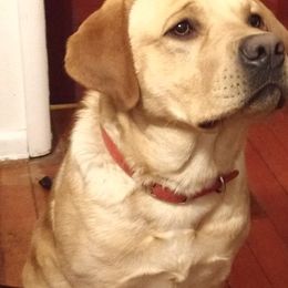 Dan - Labrador Retriever