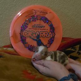 Cigarra - Red merle female Miniature Australian Shepherd puppy in Arlington, Texas from CopperHead Aussies