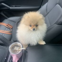 Pomeranian Puppies from Pursell Pomeranians