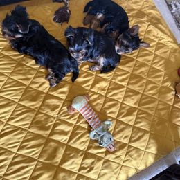Yorkshire Terrier Puppies from The Yorkie House