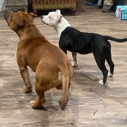 Harley - Staffordshire Bull Terrier