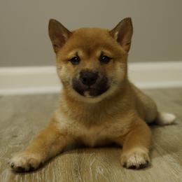 Shiba Inu Puppies from Veronika's Shiba Inus