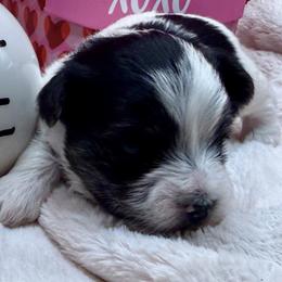 Asher - Parti male Yorkshire Terrier puppy in Tangipahoa County, Louisiana from Riche’ Louisiana Yorkies