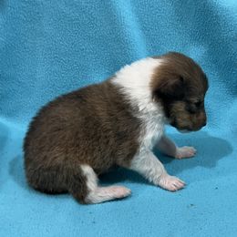 Boy 2 - Sable and white Collie puppy in Bad Axe, Michigan from Collie Campo