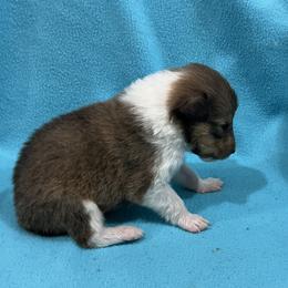 Boy 2 - Sable and white Collie puppy in Bad Axe, Michigan from Collie Campo