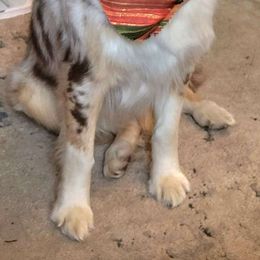 Alani - Australian Shepherd