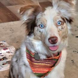 Alani - Australian Shepherd