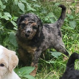 Dutchess (Purple collar) - Blue merle female Bernedoodle puppy in Brandon, Iowa from Willow Creek Farm