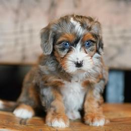 Quincy - Merle female Bernedoodle puppy in Dundee, Ohio from Down Home Doodle