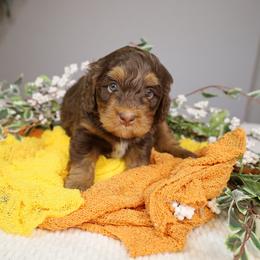 Sunny - Brown female Bernedoodle puppy in Fort Myers, Florida from Little Golden Farm