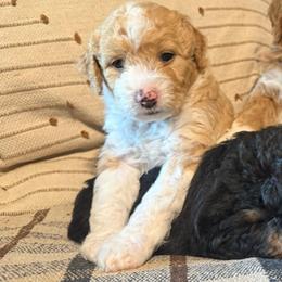 Sue - female Golden Mountain Doodle puppy in Jim Falls, Wisconsin from Pup Paw-fection