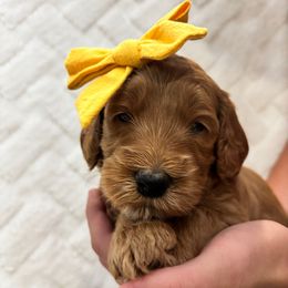 Pumpkin - Apricot female Goldendoodle puppy in Umatilla, Florida from Darling Doodles