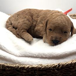 Peter Brady - Red  male Goldendoodle puppy in O'fallon, Missouri from Rockin R Doodles