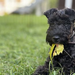 Kerry Blue Terrier Puppies from Costerra Kerry Blue Terriers