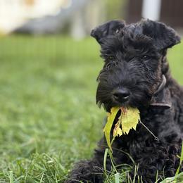 Kerry Blue Terrier Puppies from Costerra Kerry Blue Terriers