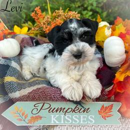Miniature Schnauzer and Poodle Puppies from Crystal Rose Canines