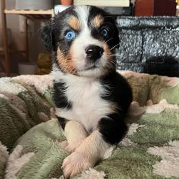Oaken - Black tri-color male Australian Shepherd puppy in Hemet, California from Perfect Companion Aussie's