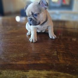 Girl 2 - Fawn female French Bulldog puppy in Crane, Missouri from James River French Bulldogs