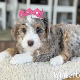 Winterberry - Blue merle female Bernedoodle puppy in Henry, Illinois from Rowe Farms Doodles
