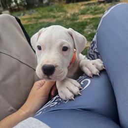 Happy - White female Dogo Argentino puppy in Bear River City, Utah from Valkka Kennels