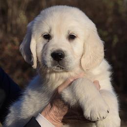 Nitro - Light golden male Golden Retriever puppy in Hagerstown, Maryland from Pinewood Acres Goldens