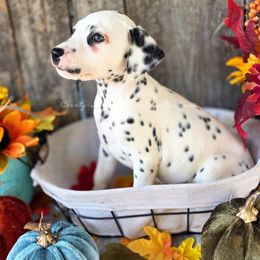Brittney - White and black female Dalmatian puppy in Neosho, Missouri from County-Line Critters