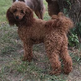 Scarlett - Poodle