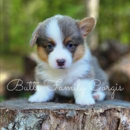 Toto - Blue merle and white male American Corgi puppy in Cameron, North Carolina from Butts Family Corgis