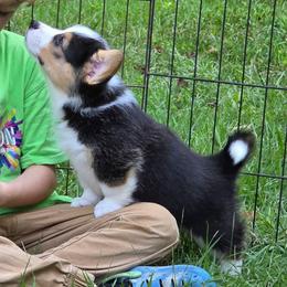 Rubble - Black and tan male Pembroke Welsh Corgi puppy in Greensboro, Georgia from Loosey Goosey Farms