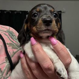 Girl 2 - Piebald female Dachshund puppy in Palm Coast, Florida from Michelle’s Mini Dachshunds